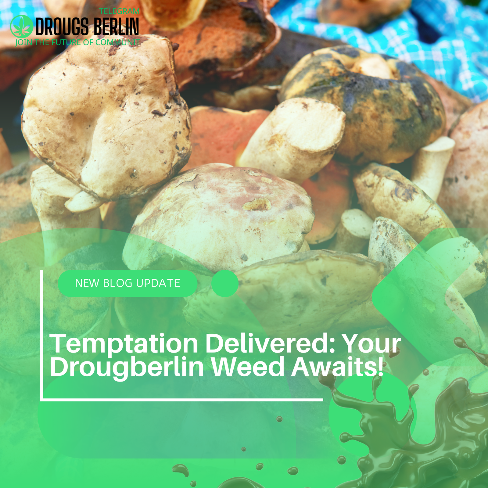 Temptation Delivered: Your Drougberlin Weed Awaits!