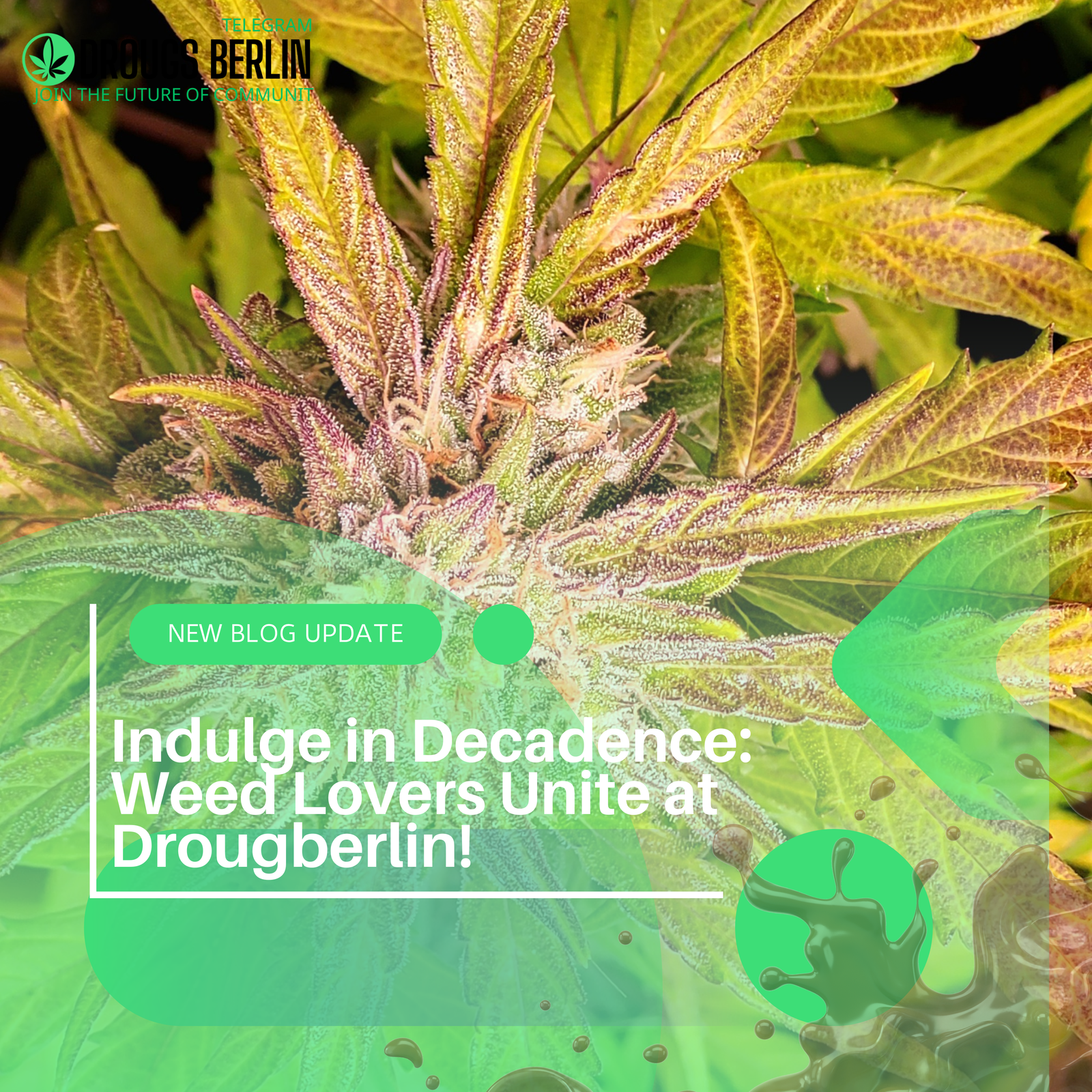Indulge in Decadence: Weed Lovers Unite at Drougberlin!